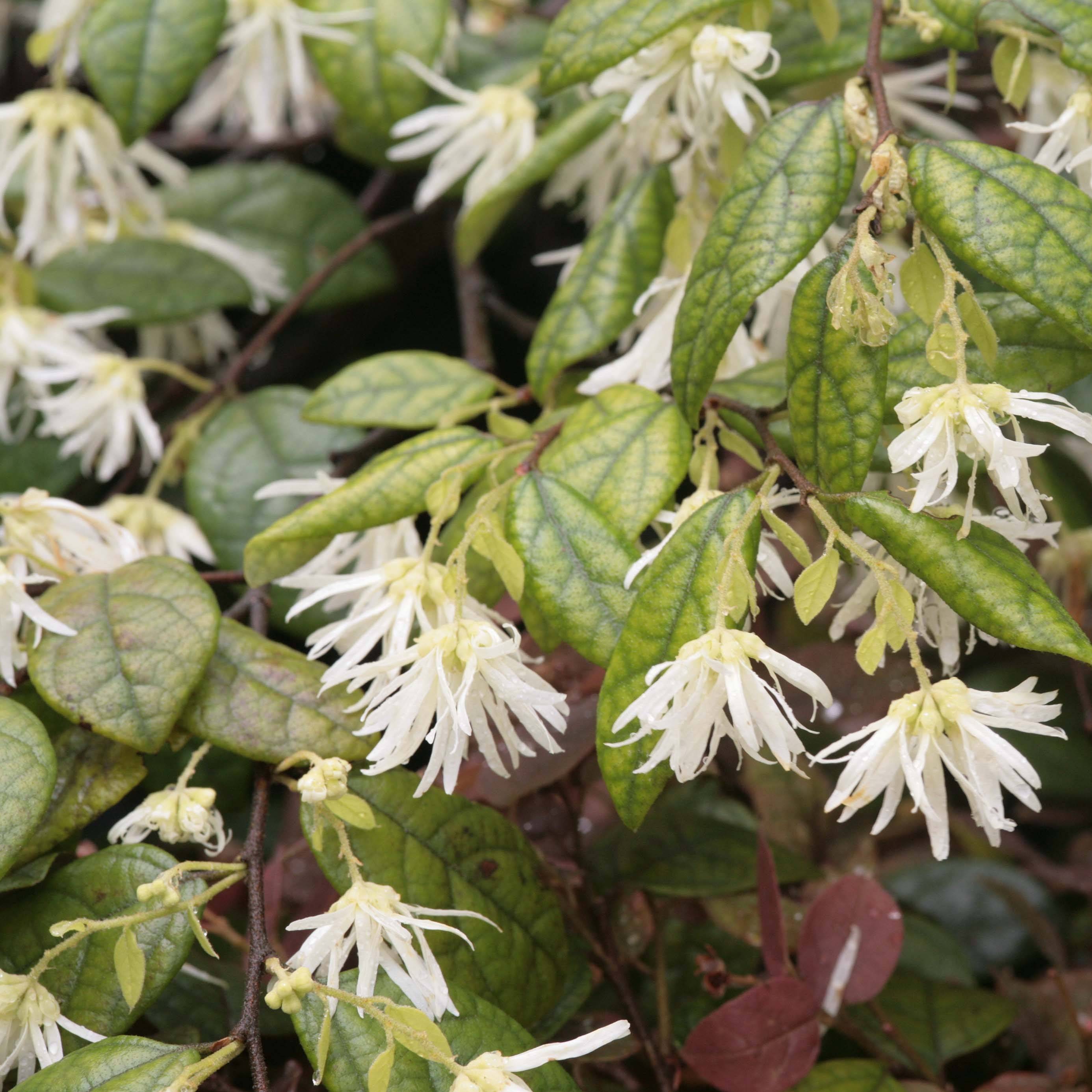 Loropetalum chinense - Loropétale de Chine Pot de 2L/3L