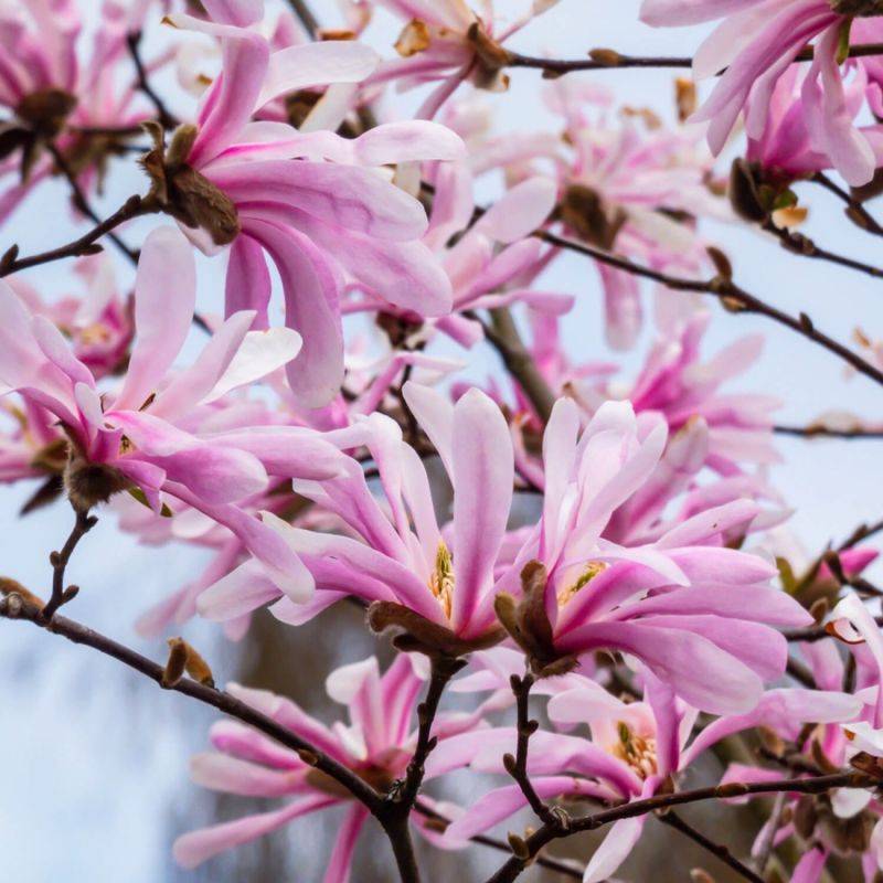 Magnolia étoilé 'Rosea' (Magnolia stellata 'Rosea') - Godet 9cm - Pépinières Naudet - Image 1