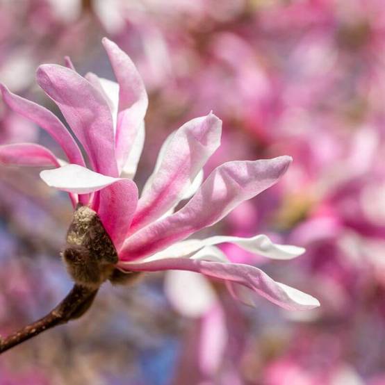 Magnolia étoilé 'Rosea' (Magnolia stellata 'Rosea') - Godet 9cm - Pépinières Naudet - Image 2