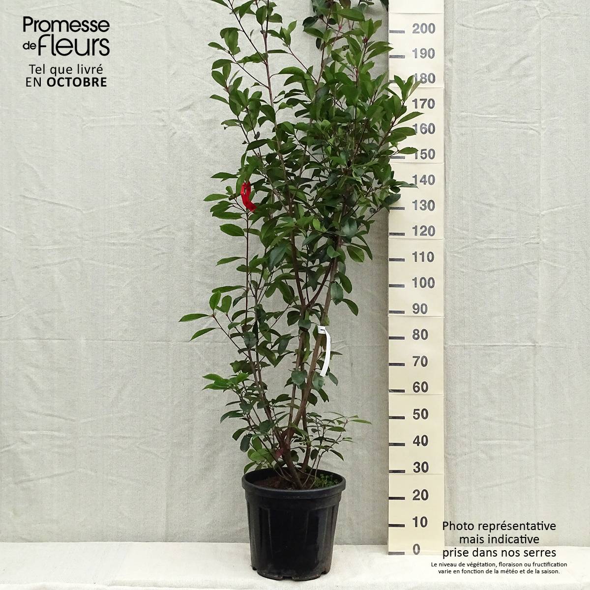Photinia fraseri Red Robin Pot de 18L/20L - Image 2
