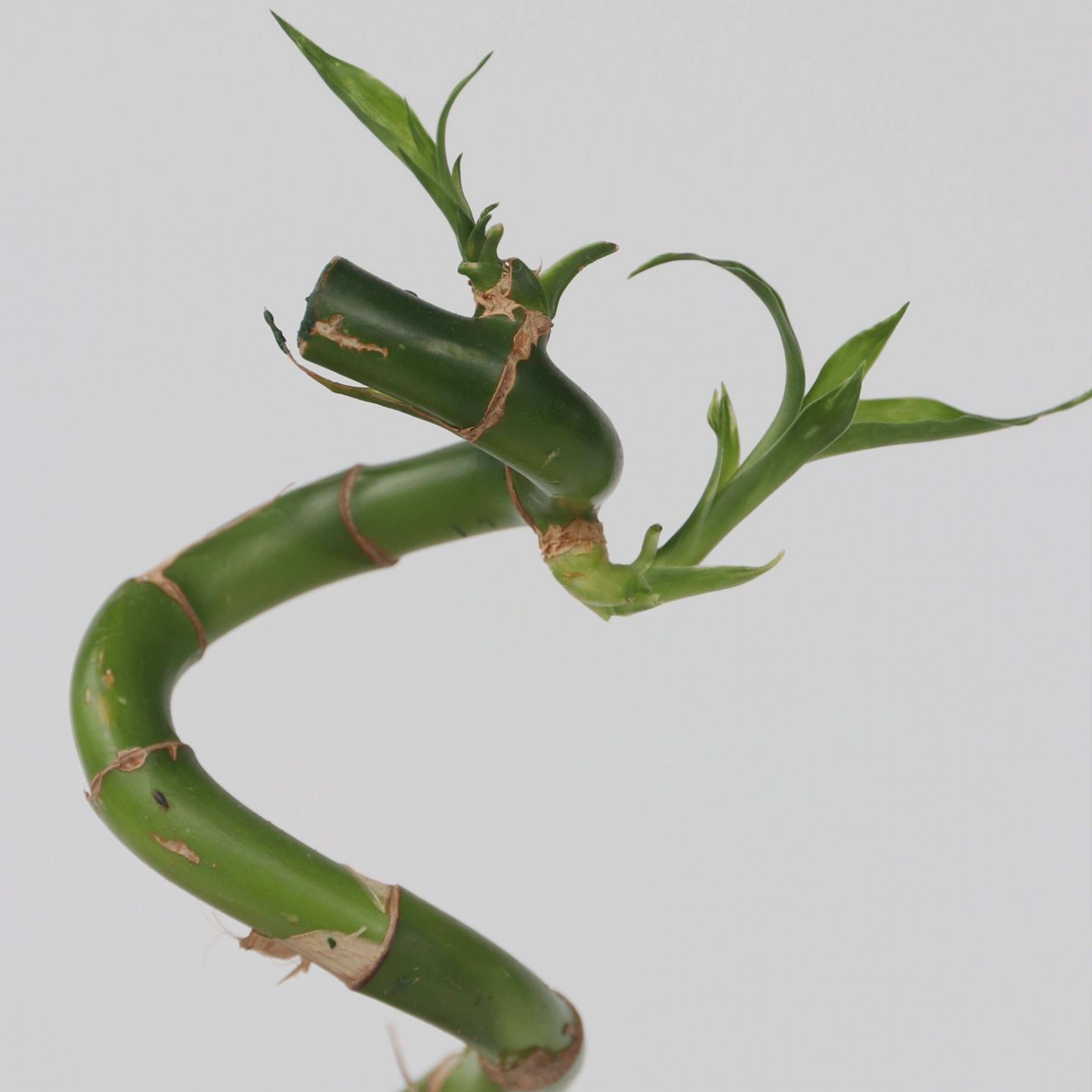 Plant In A Box - Lucky Bamboo - Set de 6 - Dracaena sanderiana - Hauteur 40-50cm - ⌀2cm - Image 4