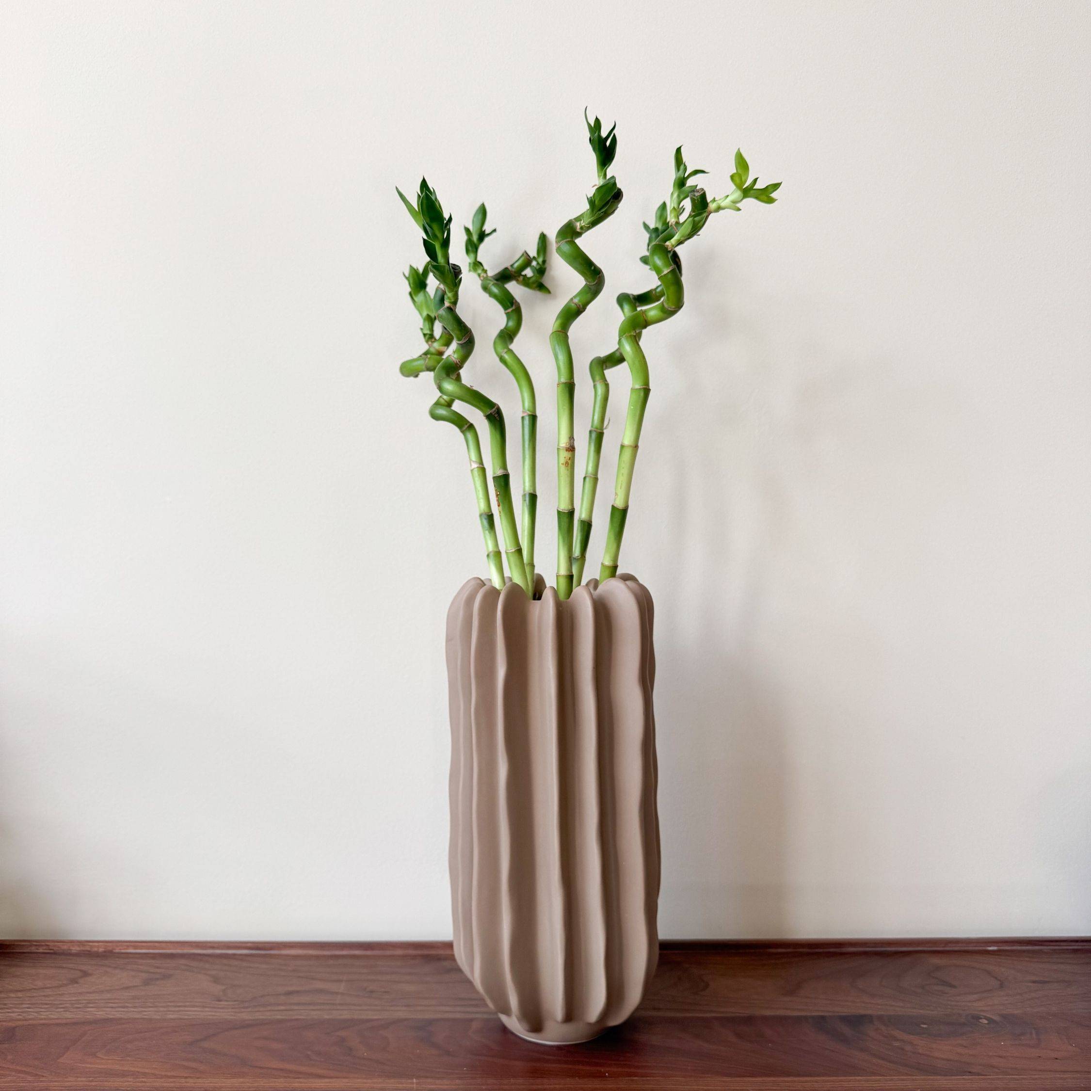 Plant In A Box - Lucky Bamboo - Set de 6 - Dracaena sanderiana - Hauteur 40-50cm - ⌀2cm - Image 3