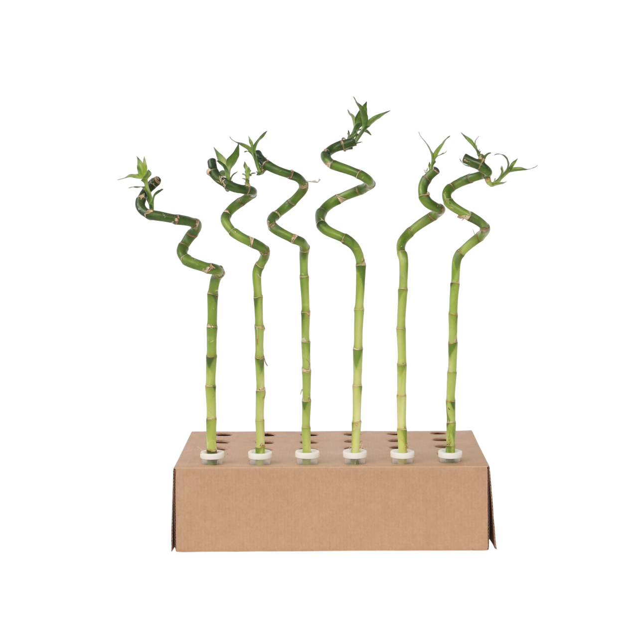 Plant In A Box - Lucky Bamboo - Set de 6 - Dracaena sanderiana - Hauteur 40-50cm - ⌀2cm - Image 1