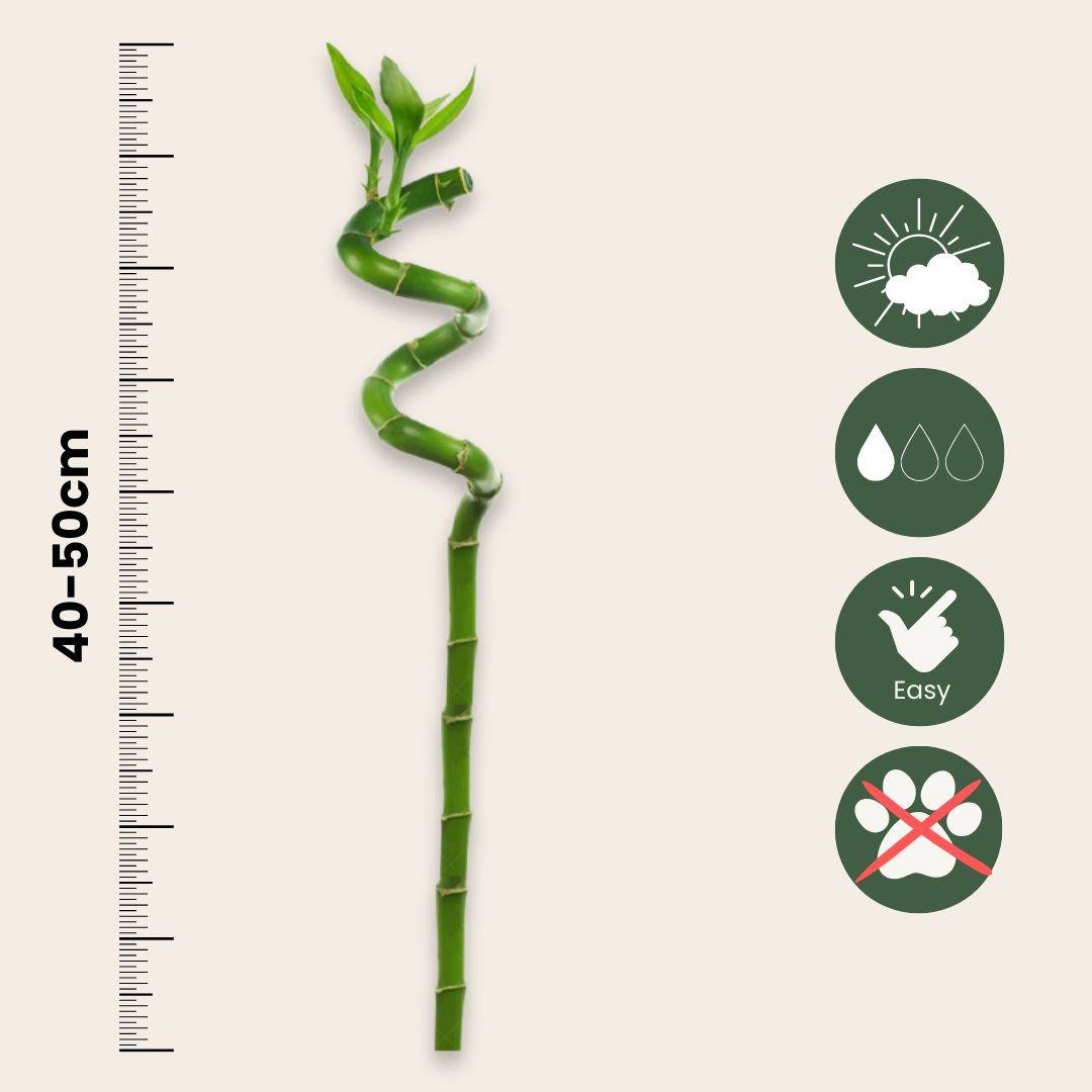 Plant In A Box - Lucky Bamboo - Set de 6 - Dracaena sanderiana - Hauteur 40-50cm - ⌀2cm - Image 6