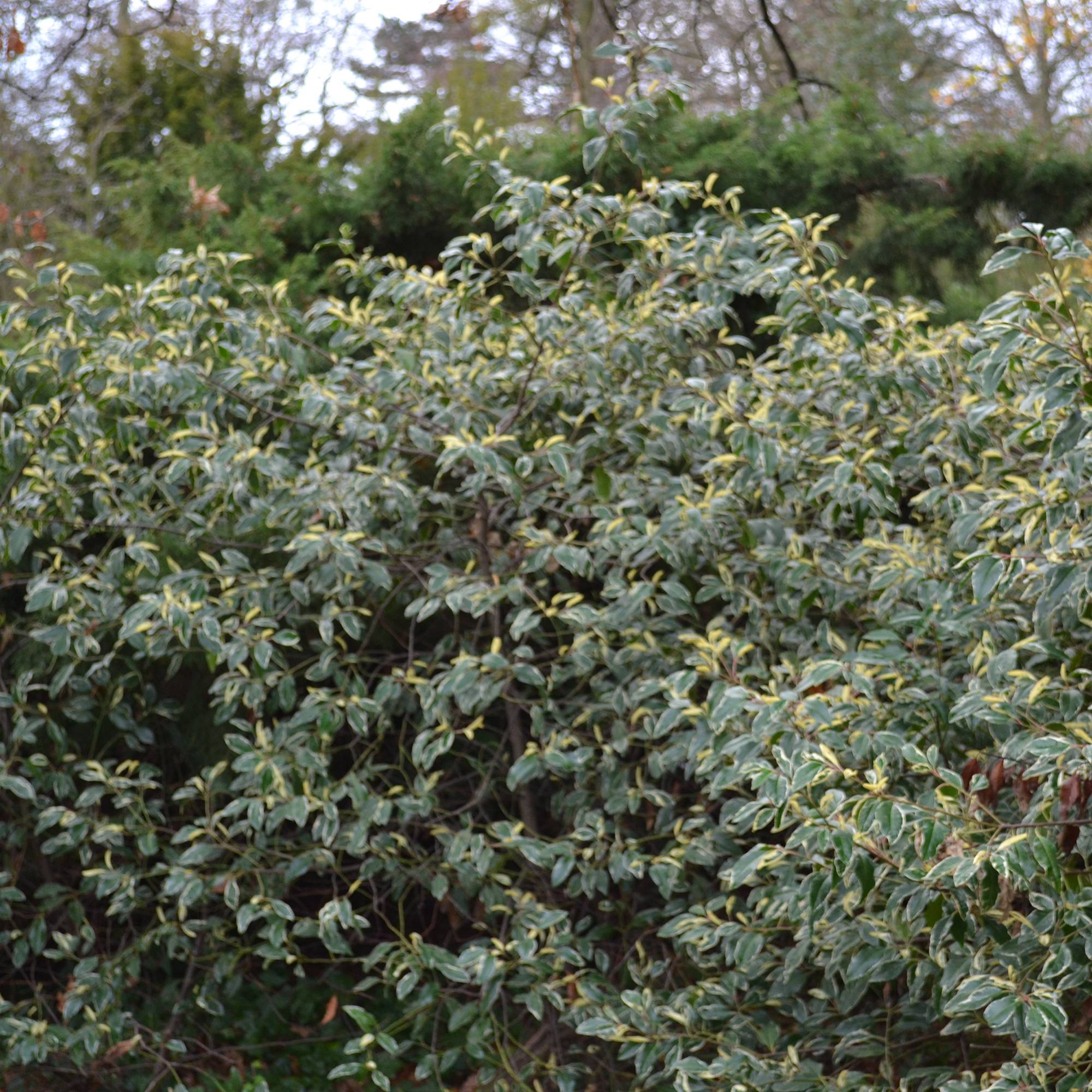Promesse de Fleurs - Laurier du Portugal panaché - Prunus lusitanica Variegata Pot de 3L/4L