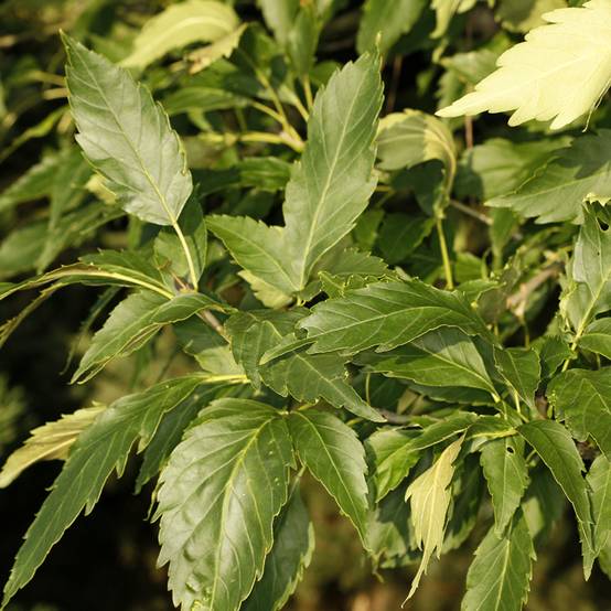 Fraxinus excelsior Zygmunt Krasiński - Frêne commun Pot de 7,5L/10L - Image 1