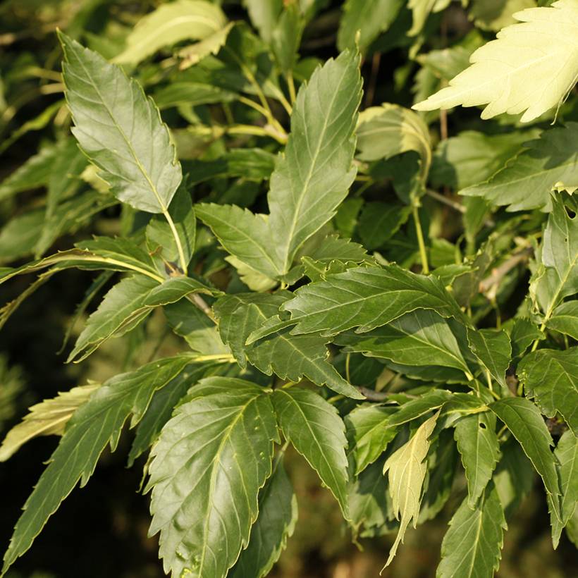 Fraxinus excelsior Zygmunt Krasiński - Frêne commun Pot de 7,5L/10L - Image 1