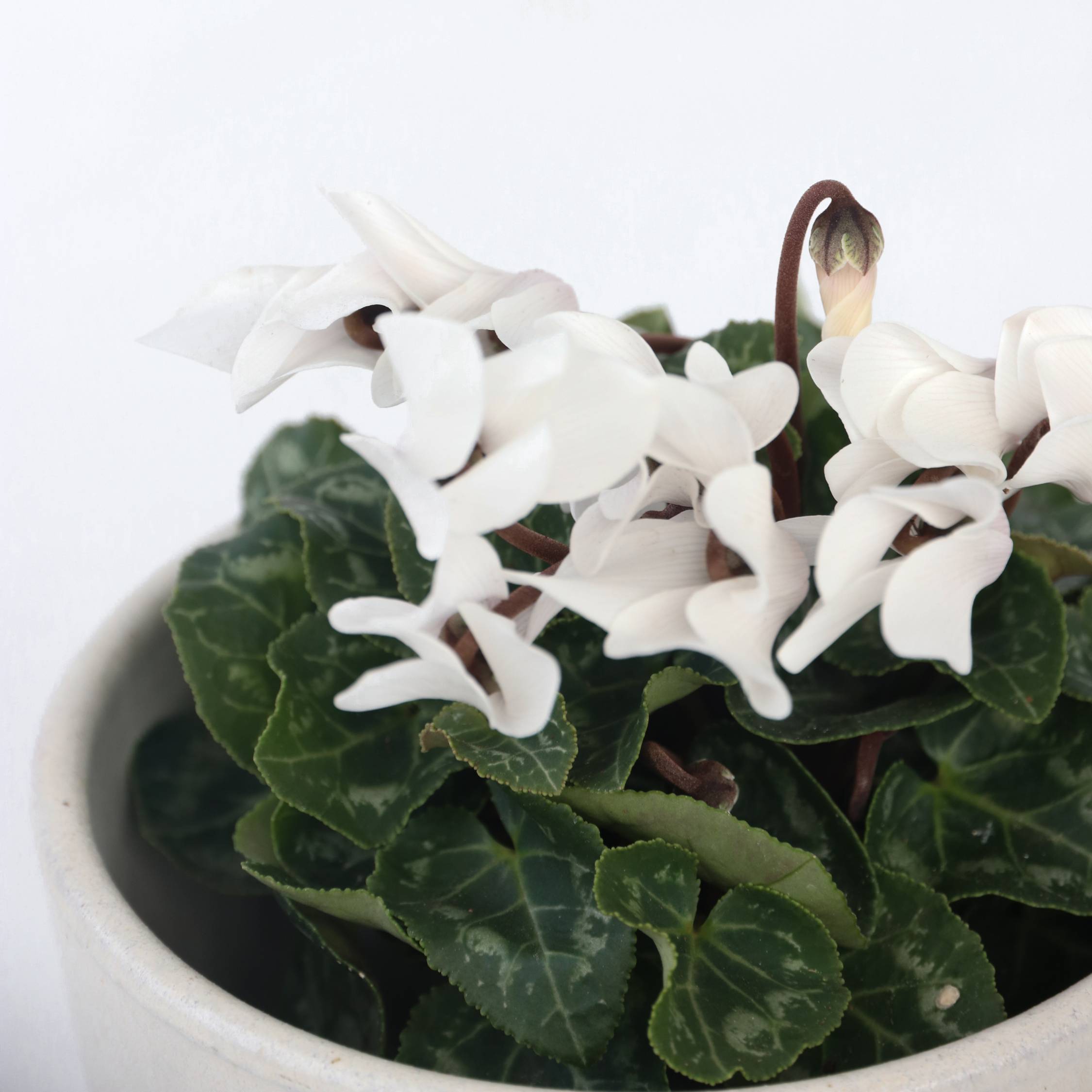 Plant In A Box - Cyclamen de Perse - Set de 3 - Cyclamen persicum - Hauteur 10-20cm - ⌀9cm - Image 5