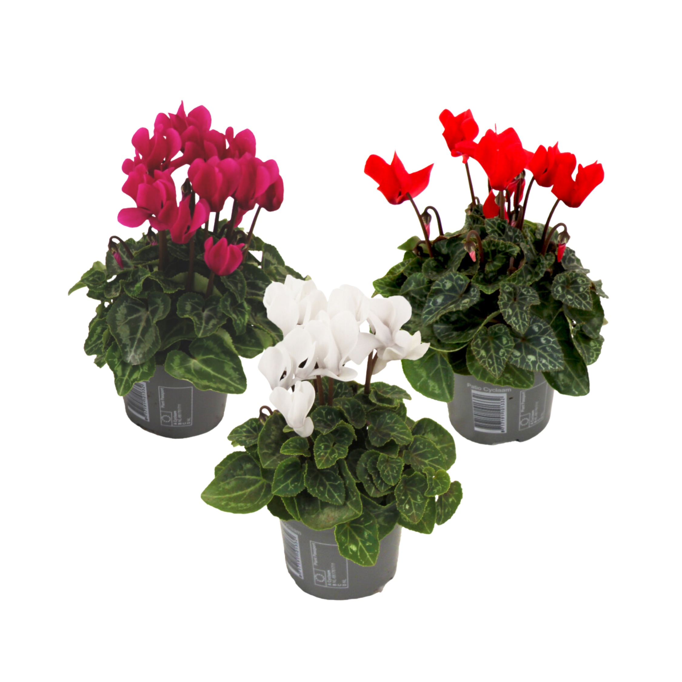 Plant In A Box - Cyclamen de Perse - Set de 3 - Cyclamen persicum - Hauteur 10-20cm - ⌀9cm