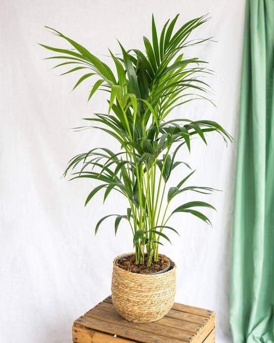 Kentia Howea 100cm - Plante d'intérieur- La Green Touch - Image 3