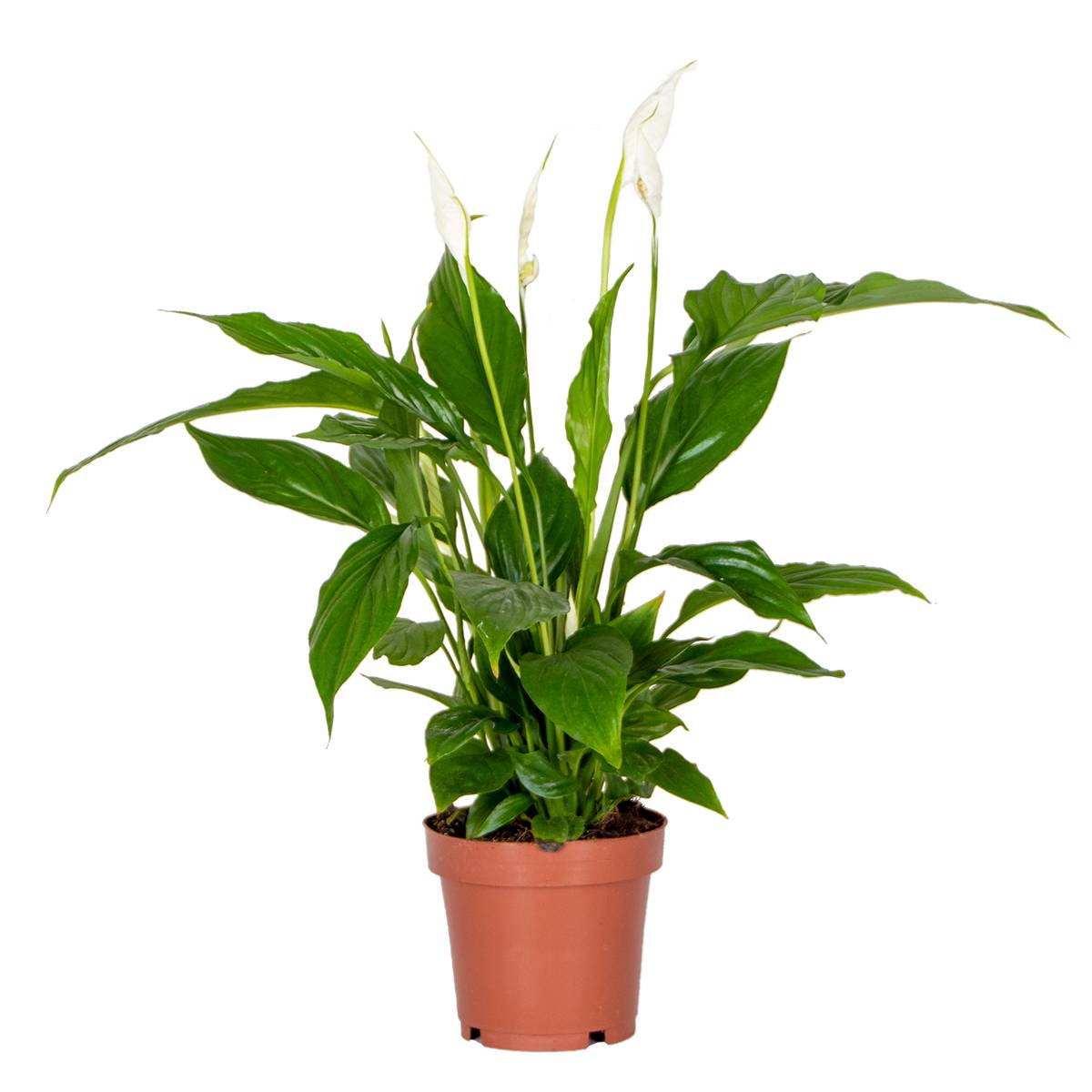 Spathiphyllum - Lys de la paix - Plantes d’intérieur - Dépolluante - Hauteur 30-40 cm - Pot 12 cm - Image 1