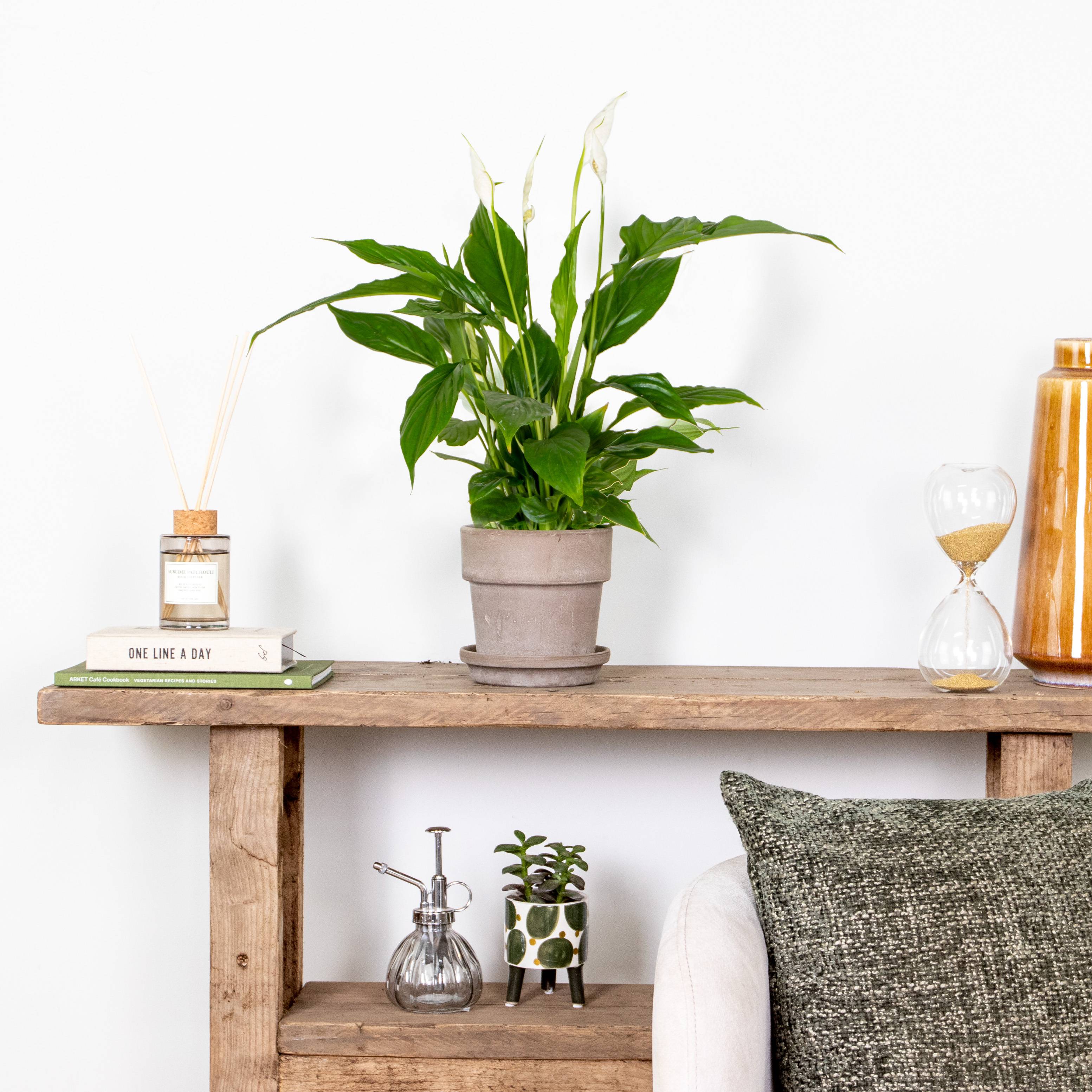 Spathiphyllum - Lys de la paix - Plantes d’intérieur - Dépolluante - Hauteur 30-40 cm - Pot 12 cm - Image 2
