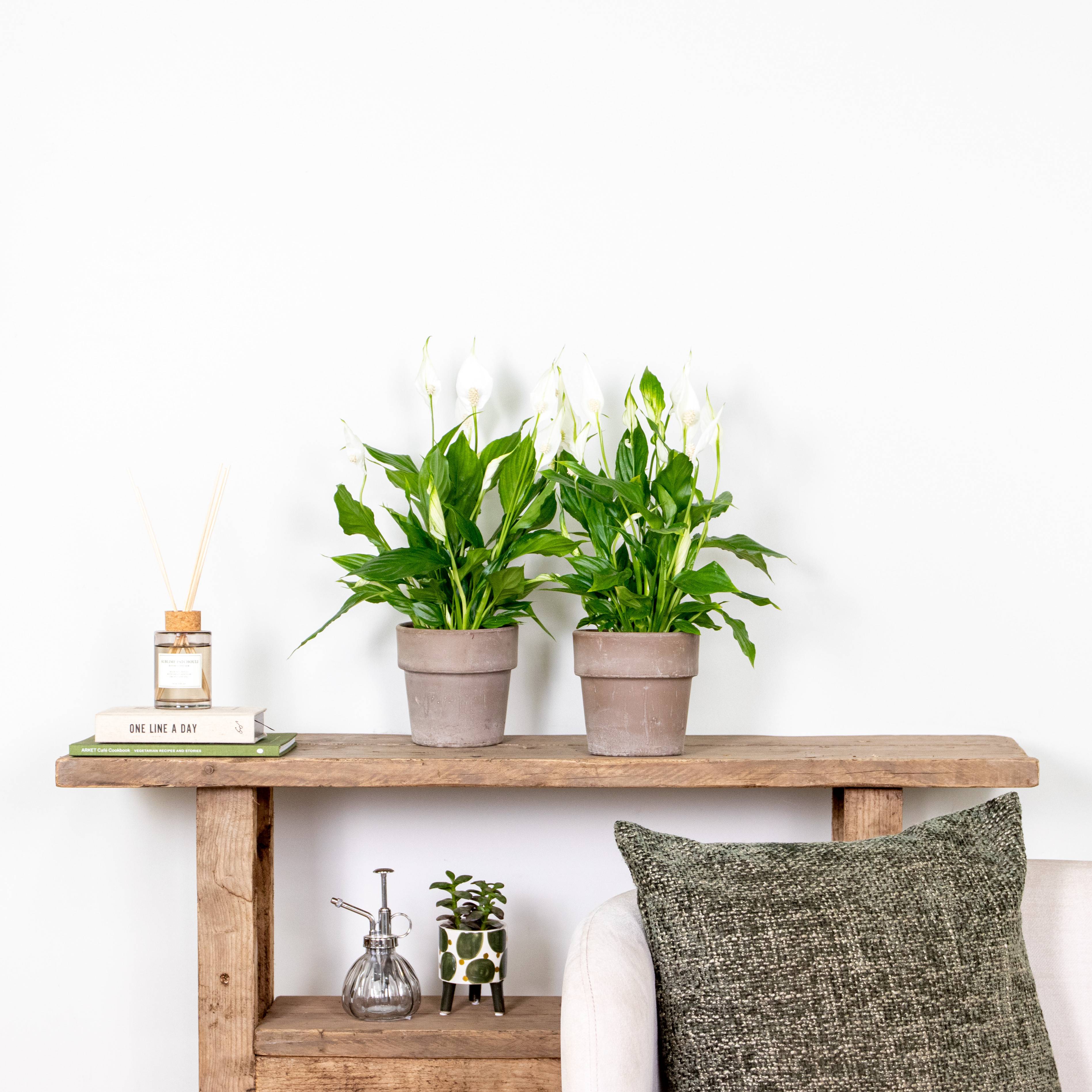 Spathiphyllum - Lys de la paix - Plantes d’intérieur - Dépolluante - Hauteur 30-40 cm - Pot 12 cm - Image 5