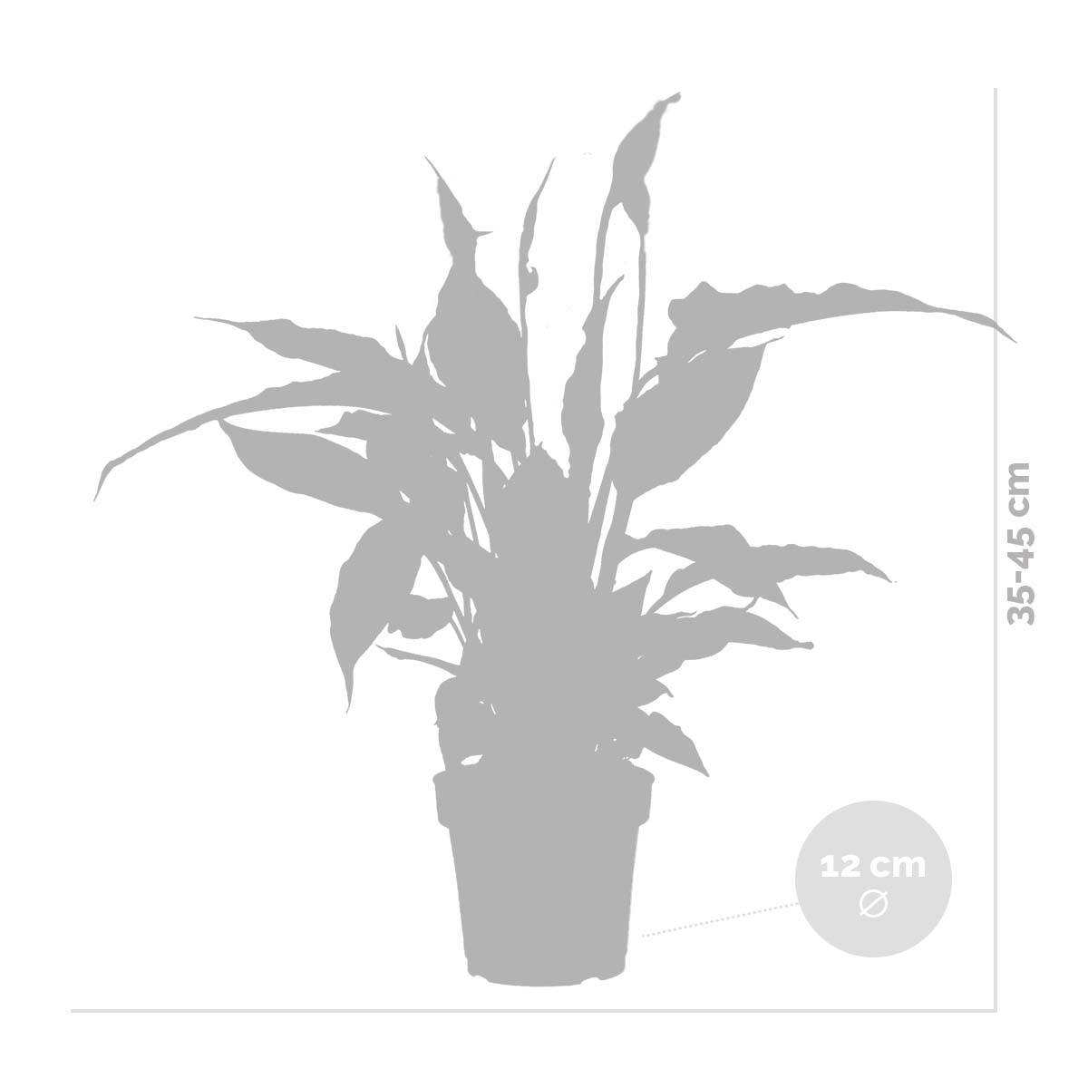 Spathiphyllum - Lys de la paix - Plantes d’intérieur - Dépolluante - Hauteur 30-40 cm - Pot 12 cm - Image 4