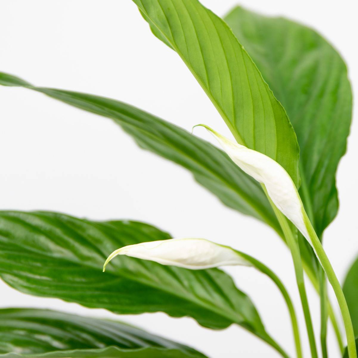 Spathiphyllum - Lys de la paix - Plantes d’intérieur - Dépolluante - Hauteur 30-40 cm - Pot 12 cm - Image 3