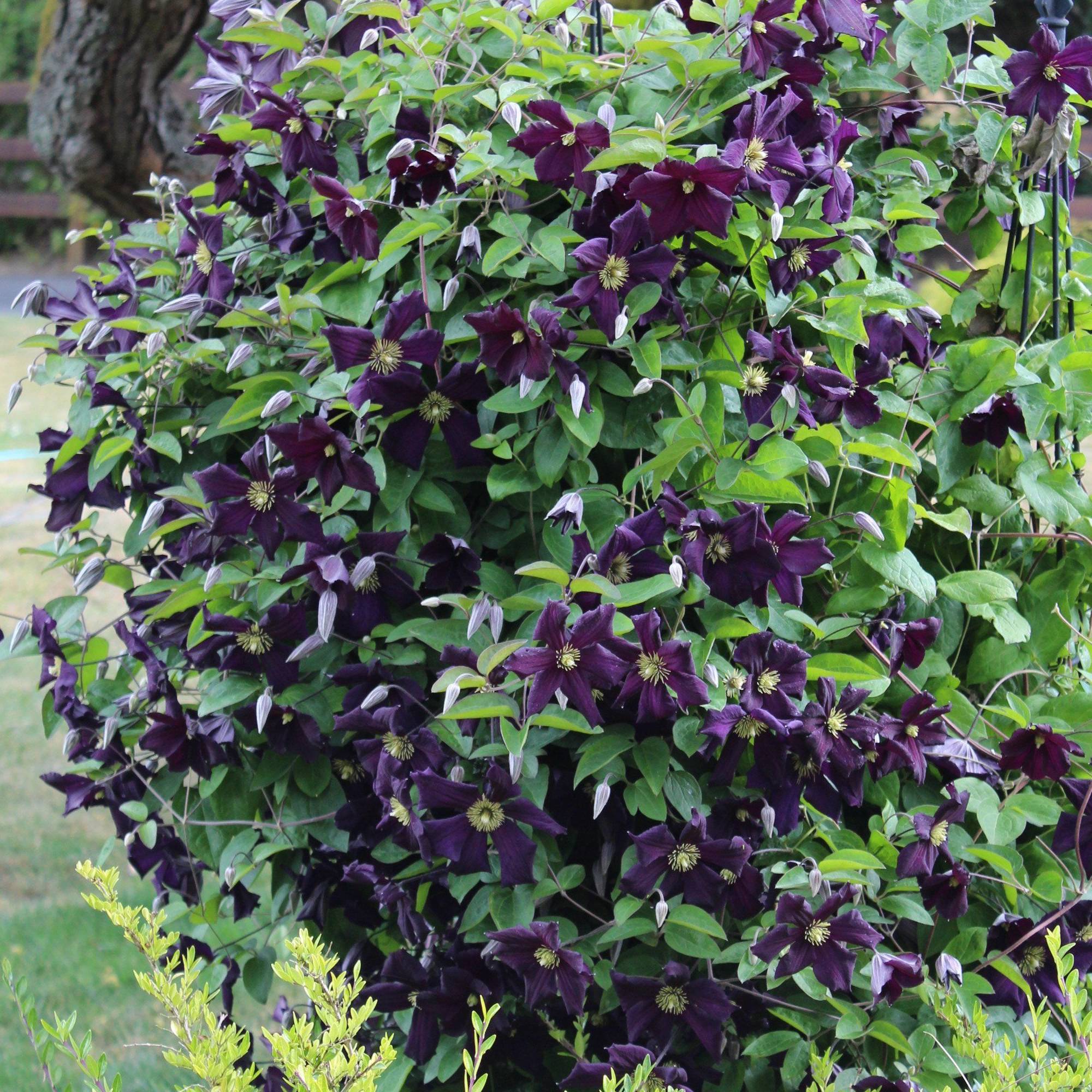 Gardenersdream - Clématite 'Romantika' plante vivace grimpante à feuilles caduques en pot de 9 cm - GardenersDream - Imagen 1