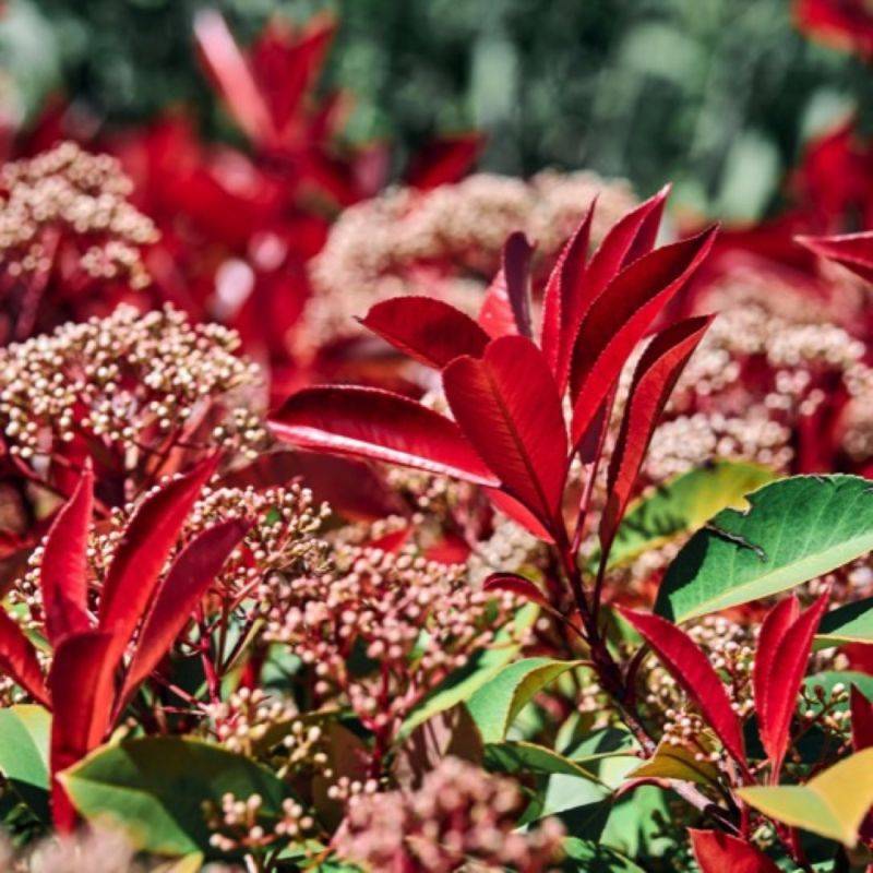 Photinia de fraser 'Little Red Robin' (Photinia x fraseri 'Little Red Robin') - Godet 9cm - Pépinières Naudet - Image 1