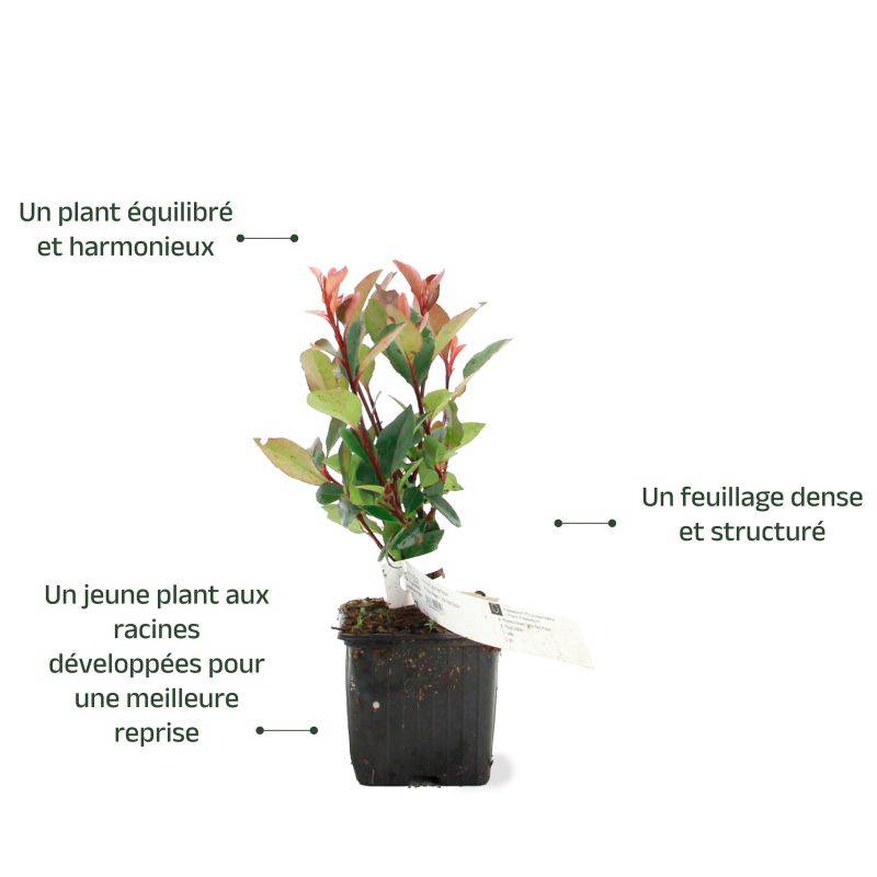 Photinia de fraser 'Little Red Robin' (Photinia x fraseri 'Little Red Robin') - Godet 9cm - Pépinières Naudet - Image 3