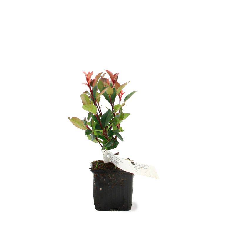 Photinia de fraser 'Little Red Robin' (Photinia x fraseri 'Little Red Robin') - Godet 9cm - Pépinières Naudet - Image 2