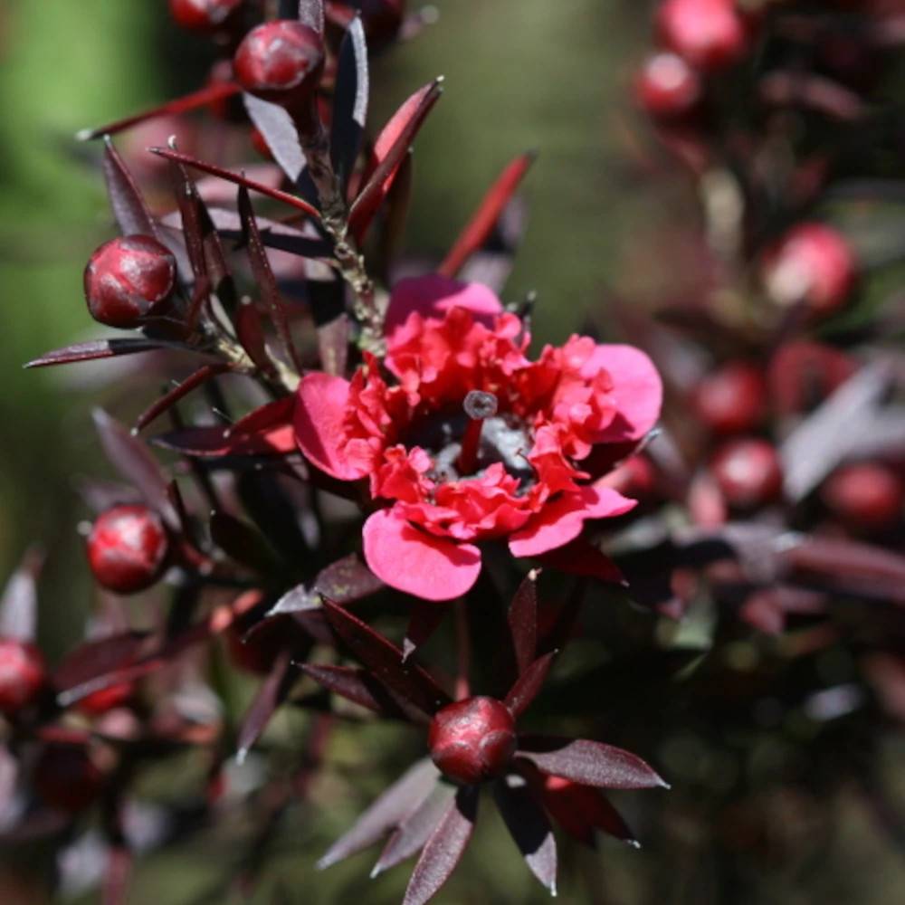 Leptospermum Winter Cheer, Arbre à thé à fleurs Rouge/ - feuillage Persistant - Pot de 7,5L - 40/60 cm