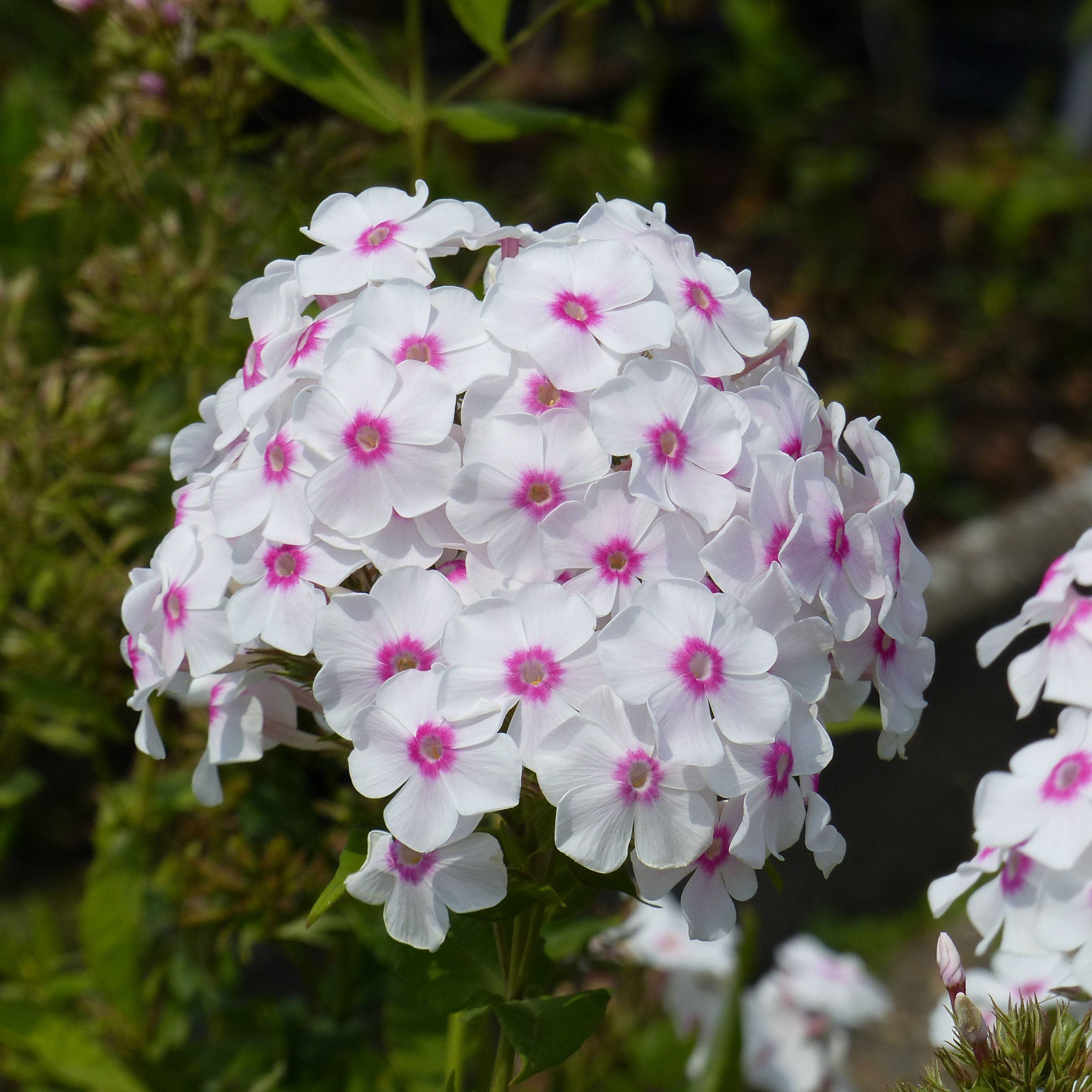 Phlox paniculata Graf Zeppelin Godet de 8/9 cm