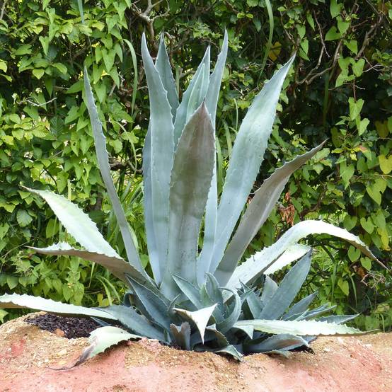 Promesse de Fleurs - Agave americana - Agave d'Amérique Pot de 3L/4L