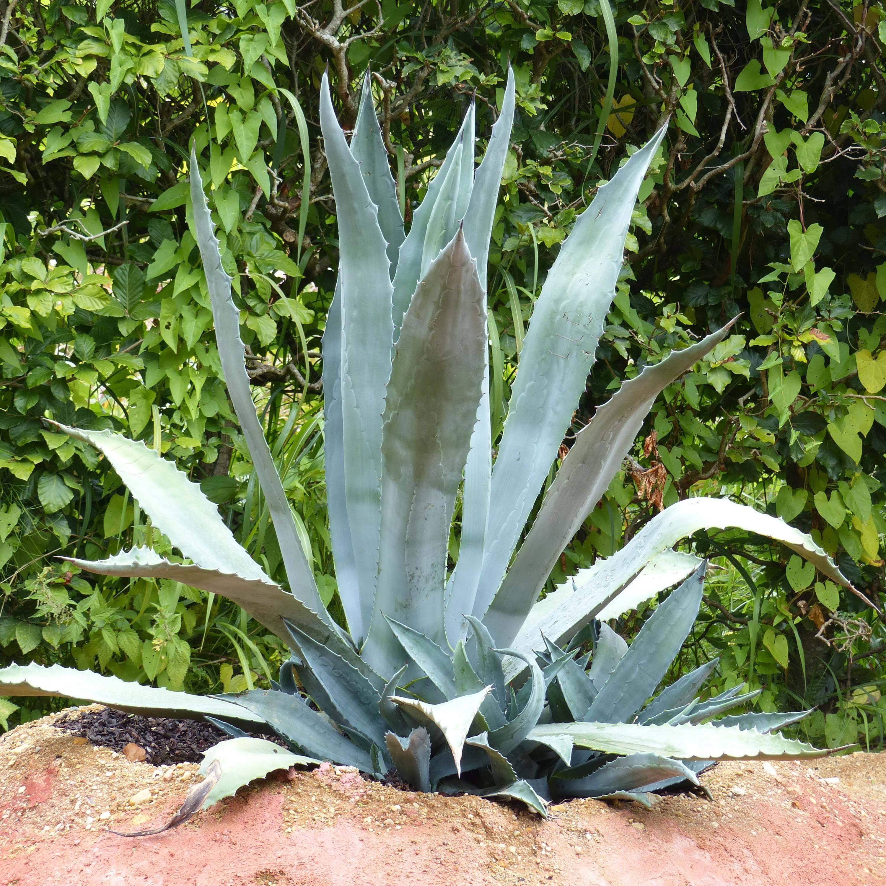 Promesse de Fleurs - Agave americana - Agave d'Amérique Pot de 3L/4L