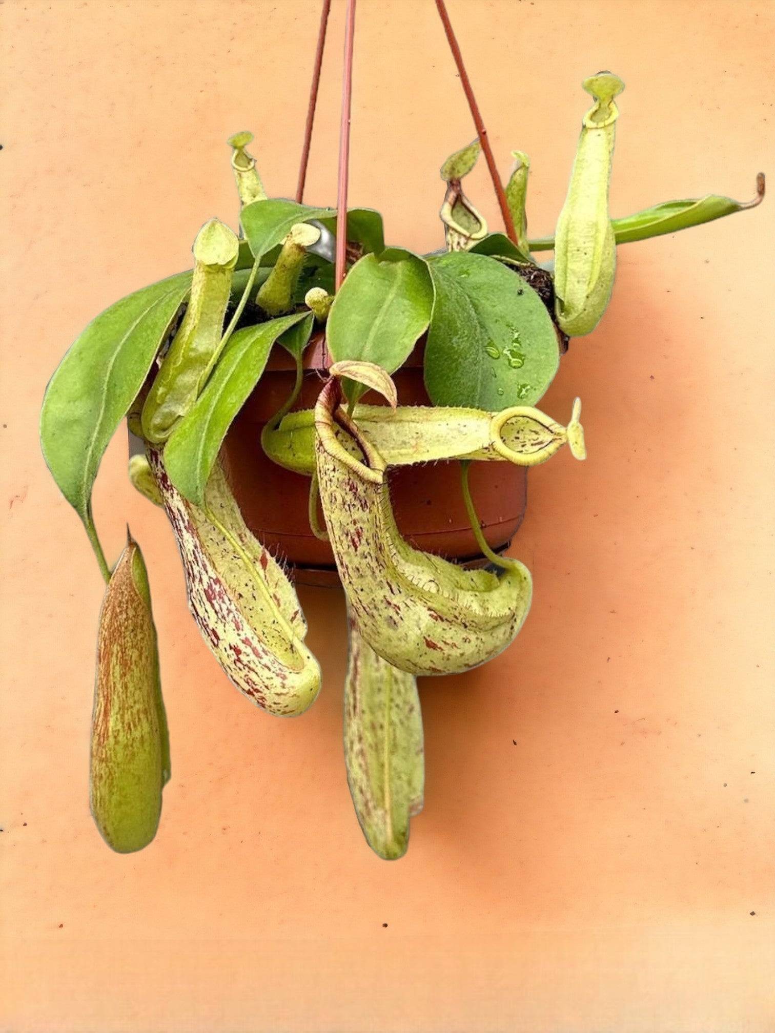 Nepenthes Monkey Jars Mojito- La Green Touch