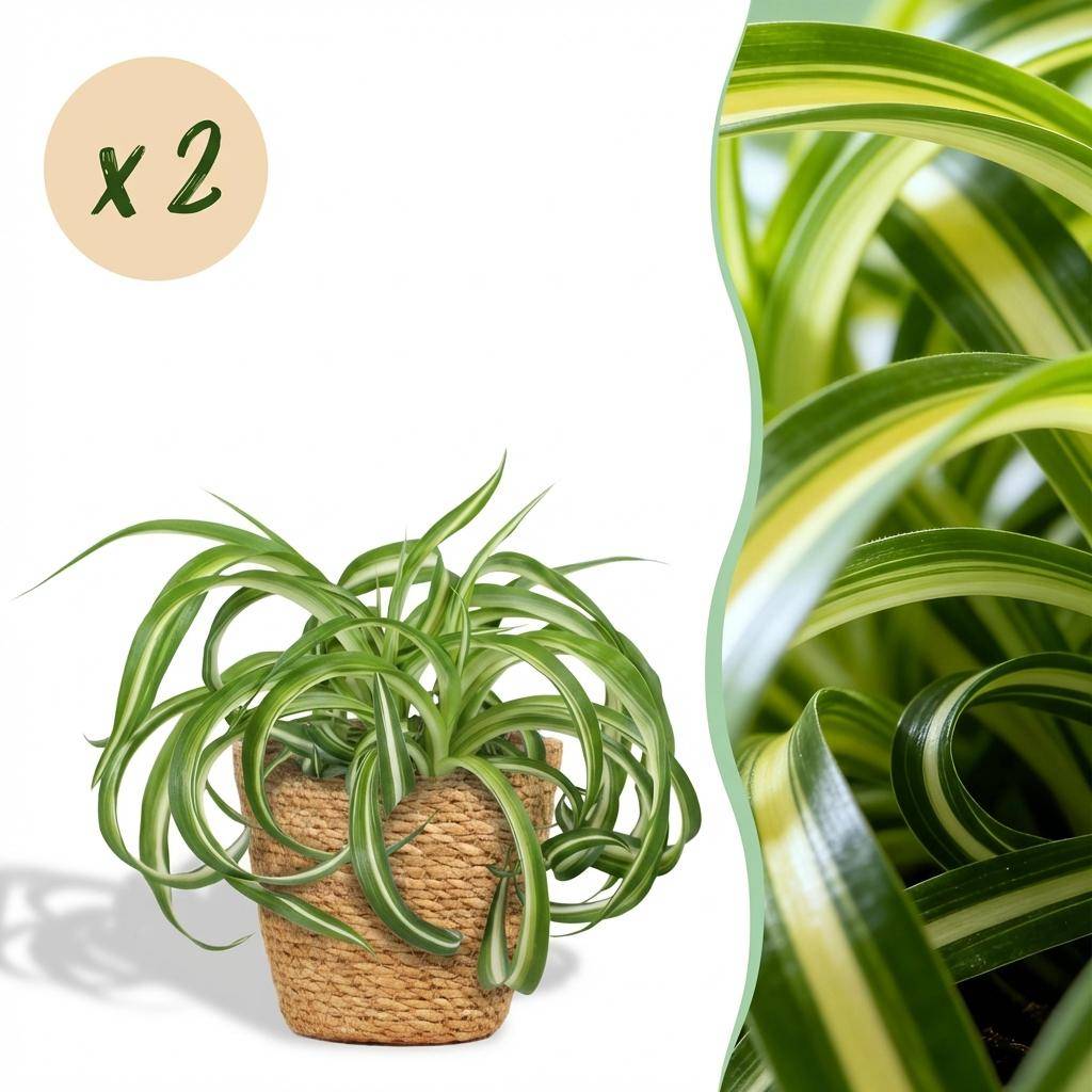 La Green Touch - Chlorophytum Comosum Bonnie - H25cm - Image 2