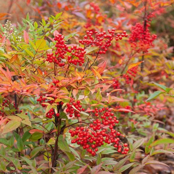 Promesse de Fleurs - Nandina domestica - Bambou sacré Pot de 18L/20L - Image 1