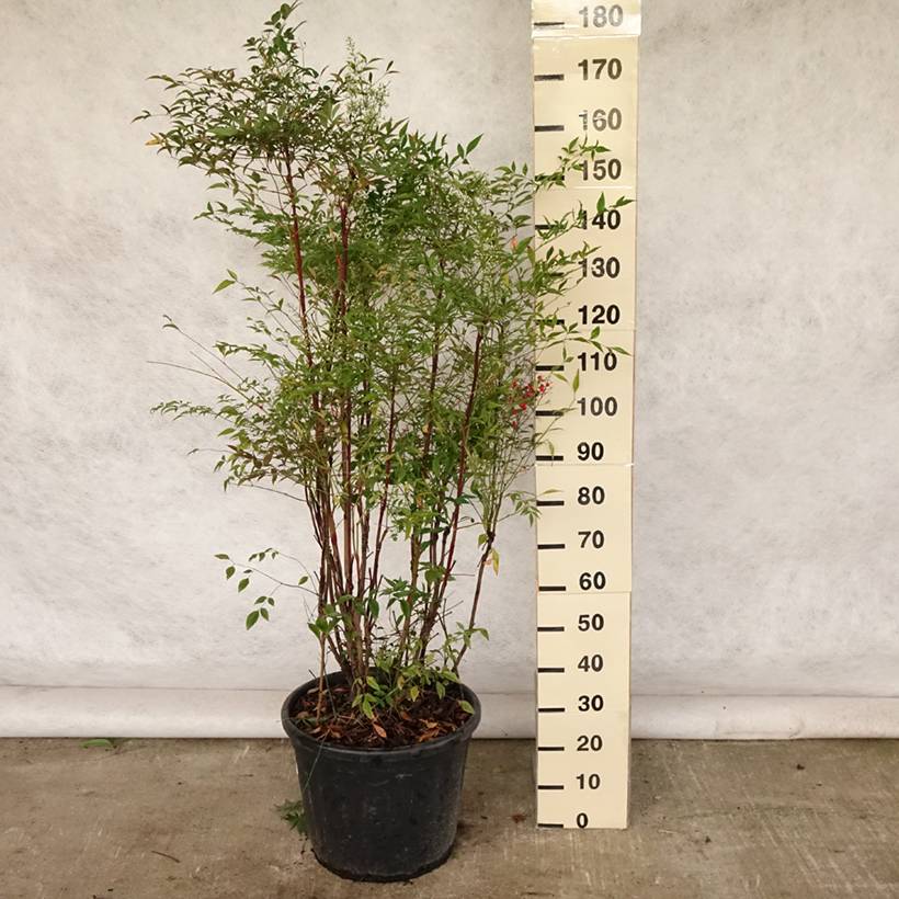Promesse de Fleurs - Nandina domestica - Bambou sacré Pot de 18L/20L - Image 2