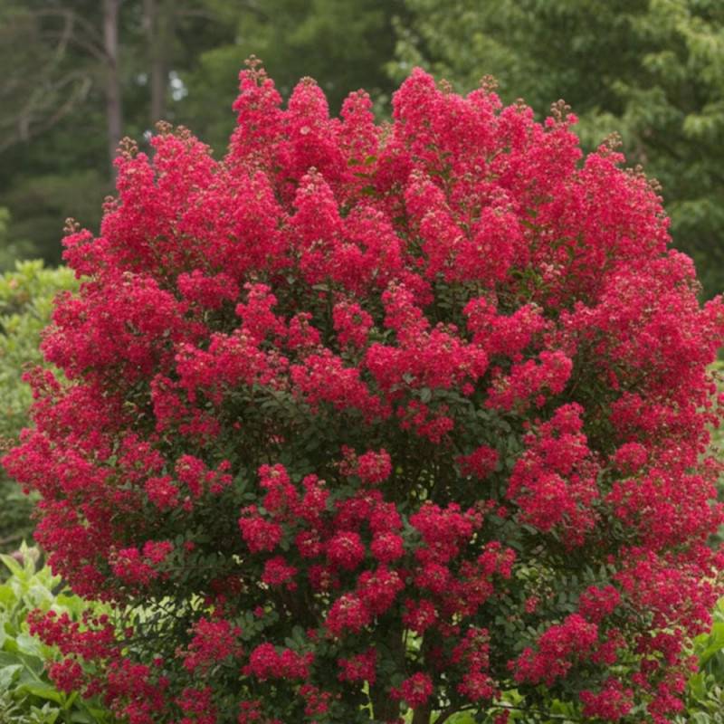 Lilas des Indes Périgord Pourpre, Lagerstroemia à fleurs Rouge - feuillage Caduc - Pot de 15L - 1/2 tige-  hauteur à maturité De 1,00 m à 1,50 m - Image 4