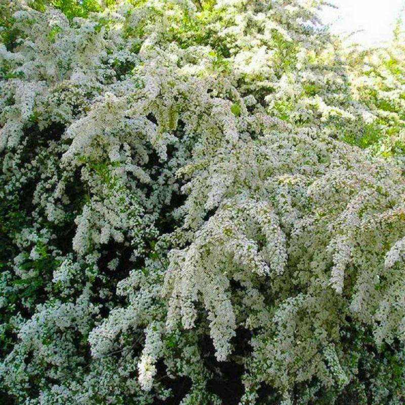 Buisson ardent 'Soleil d'Or' (Pyracantha 'Soleil d'Or') - Godet - Taille 13/25cm - Pépinières Naudet