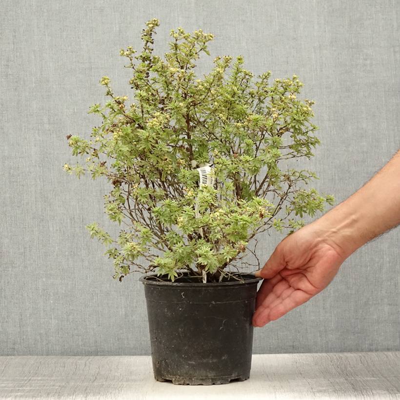 Potentille arbustive Bella Apple - Potentilla fruticosa  Pot de 2L/3L - Image 2