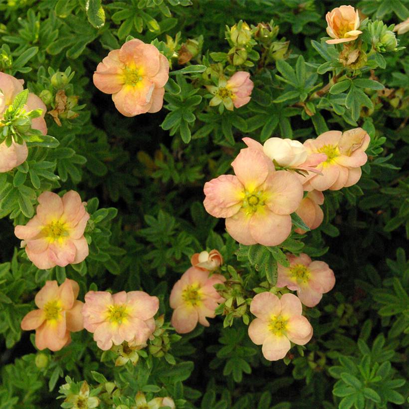 Potentille arbustive Bella Apple - Potentilla fruticosa  Pot de 2L/3L - Image 1