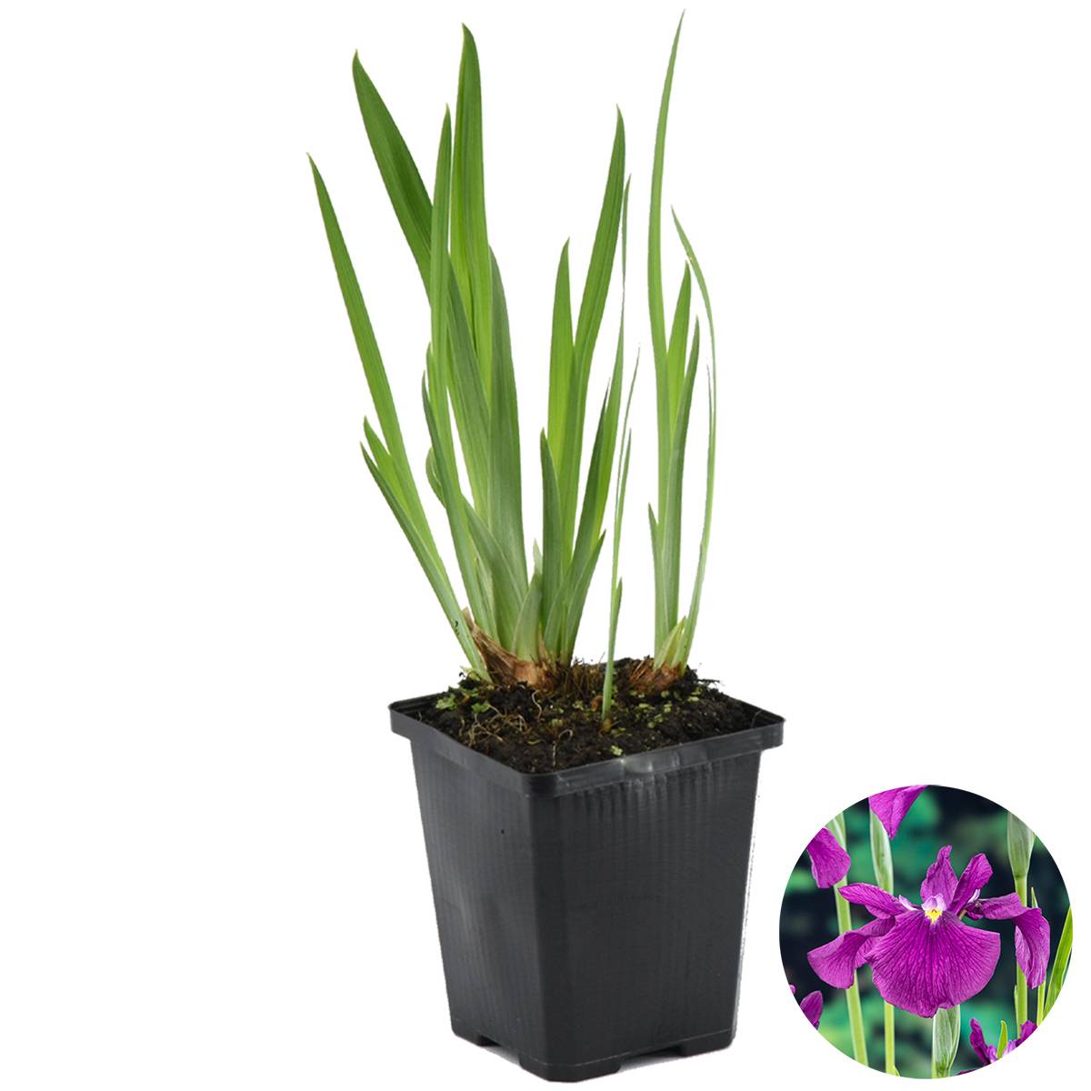 Iris Kaempferi - Iris du Japon - Violet - Plantes de bassin - H. 20-30 cm - P. 9 cm - Image 1