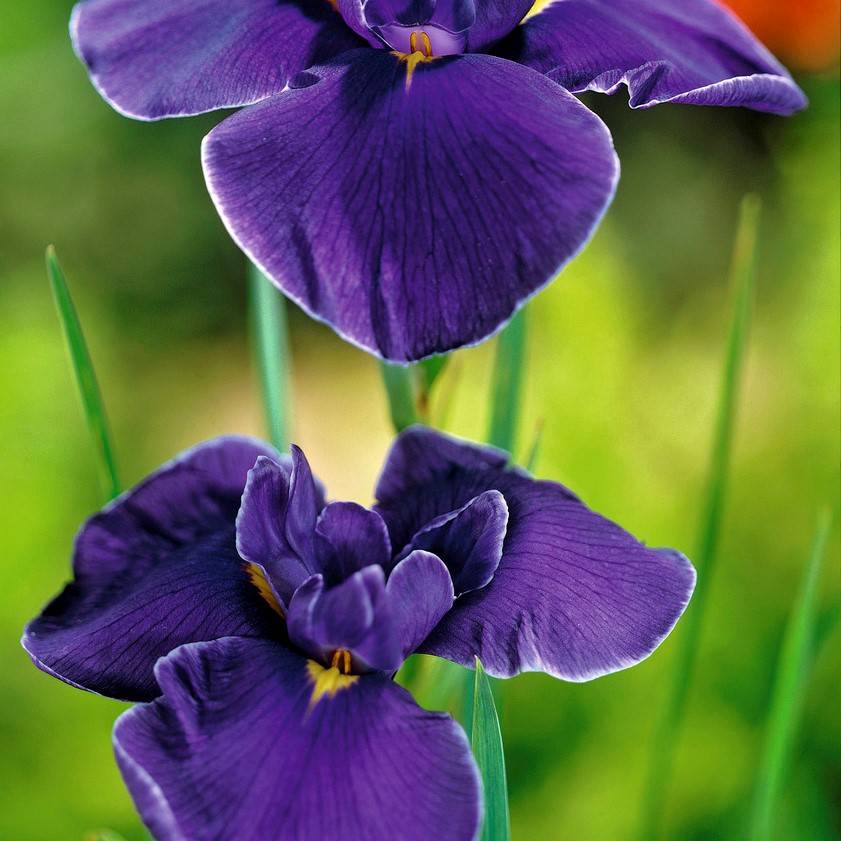 Iris Kaempferi - Iris du Japon - Violet - Plantes de bassin - H. 20-30 cm - P. 9 cm - Image 4