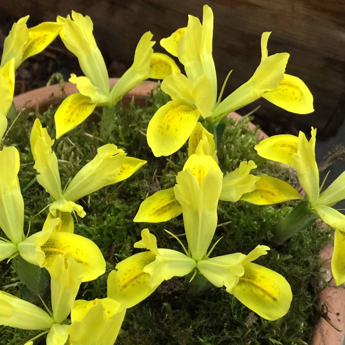 Promesse de Fleurs - Iris reticulata Sunshine Bulbe calibre 5+ (par 5)