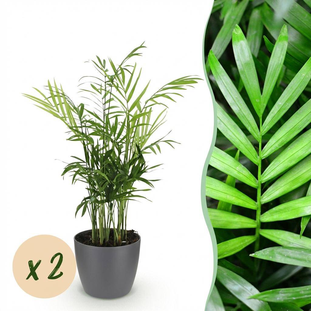Chamaedorea elegans - Pet-friendly - Pot de 12cm - Hauteur 15cm - 2 plantes - Gris - Plantes d'intérieur