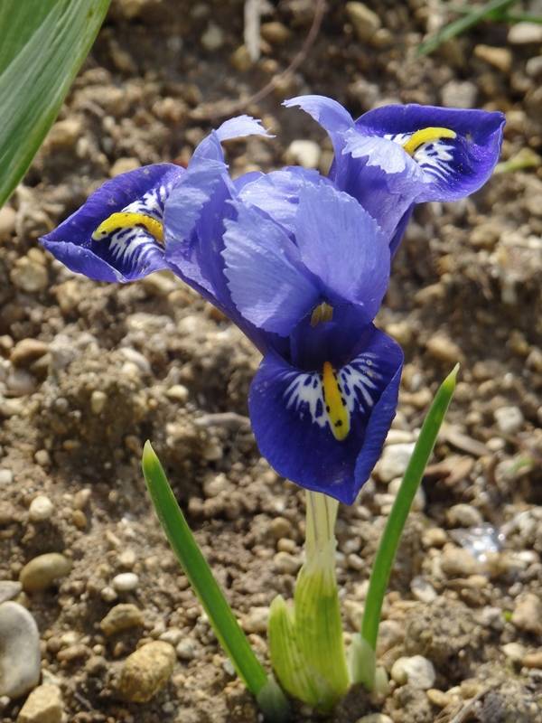 Promesse de Fleurs - Iris reticulata Harmony Bulbe calibre 6+ (par 30)