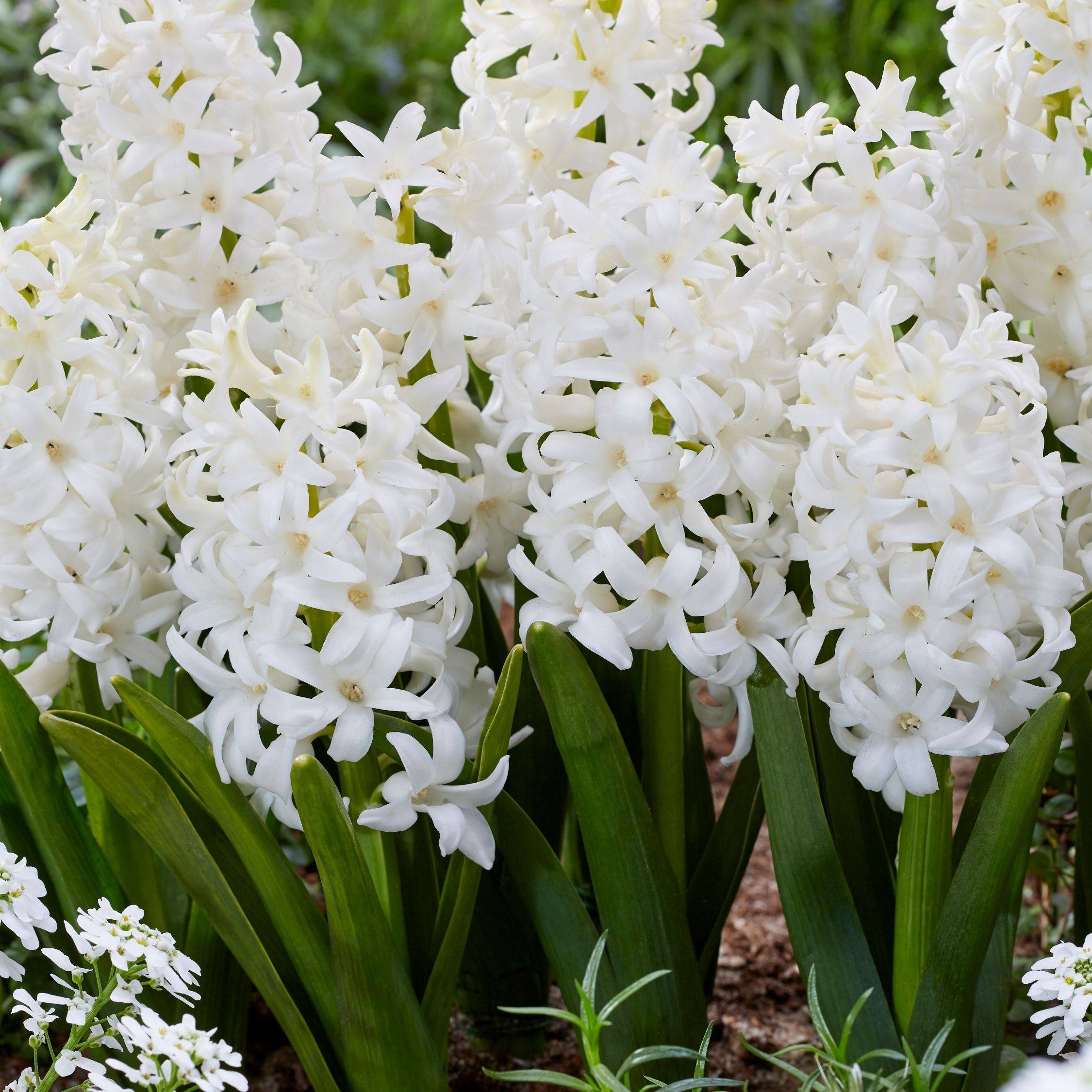 Plant In A Box - Jacinthe - Set de 10 - Hyacinthus 'Carnegie' - Bulbes à fleurs - Blanc - Image 2