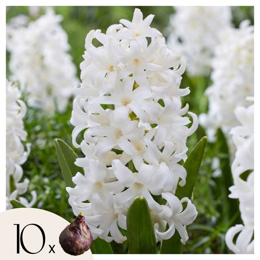 Plant In A Box - Jacinthe - Set de 10 - Hyacinthus 'Carnegie' - Bulbes à fleurs - Blanc - Image 1