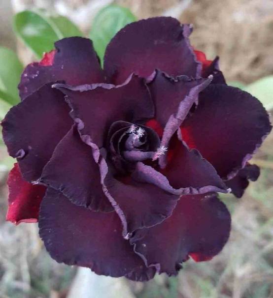 Sans Marque - Adenium obesum cv.Lampe noire Couleur floraison:Noir - Caudex d'environ 2000g 25/30cm - Image 1