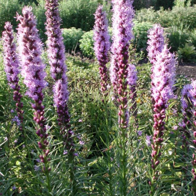 Plume du Kansas Floristan Violett, Liatris à fleurs Violette/ - feuillage Caduc - Godet - 5/20 cm - Image 4