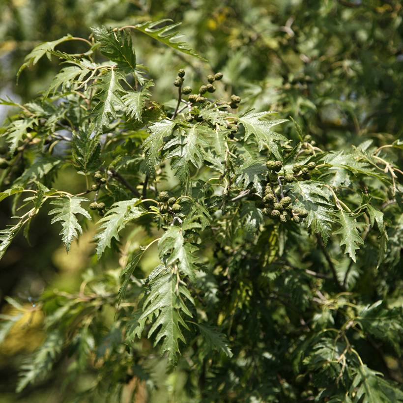 Aulne glutineux - Alnus glutinosa Laciniata Pot de 3L/4L