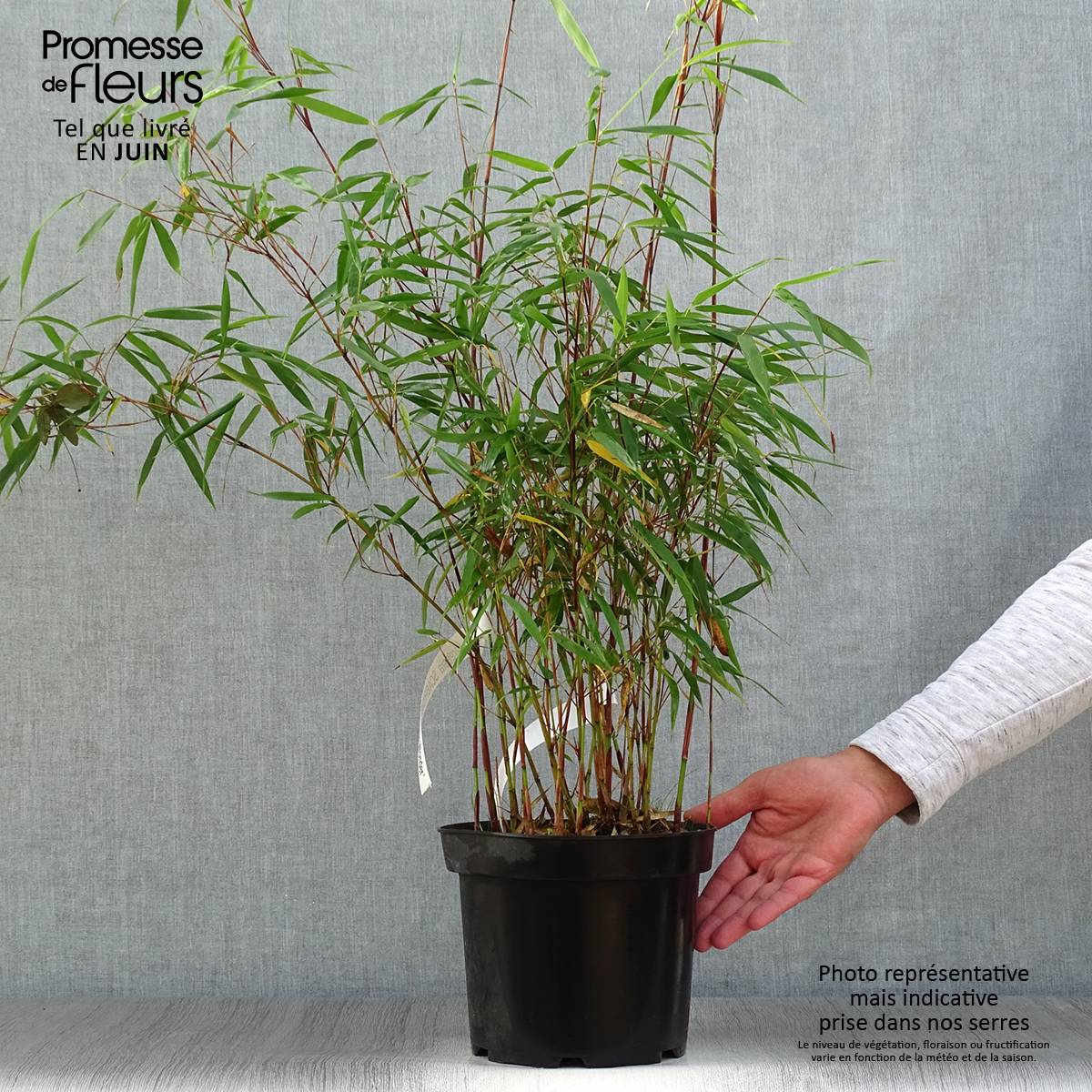 Promesse de Fleurs - Fargesia scabrida Asian Wonder - Bambou non traçant Pot de 4L/5L - Image 2