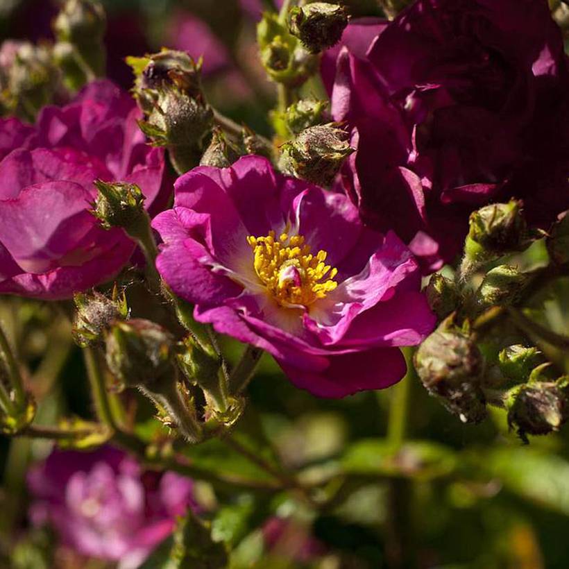 Promesse de Fleurs - Rosier arbustif Violet Hood Racines nues en motte