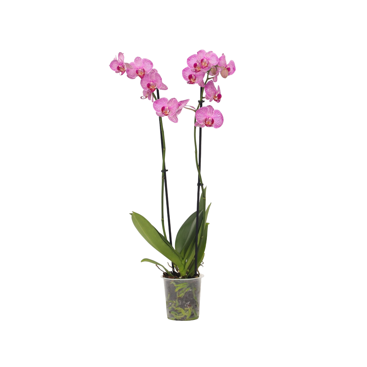 Orchidée papillon - Phalaenopsis - Hauteur 50-60cm - ⌀12cm - Image 1