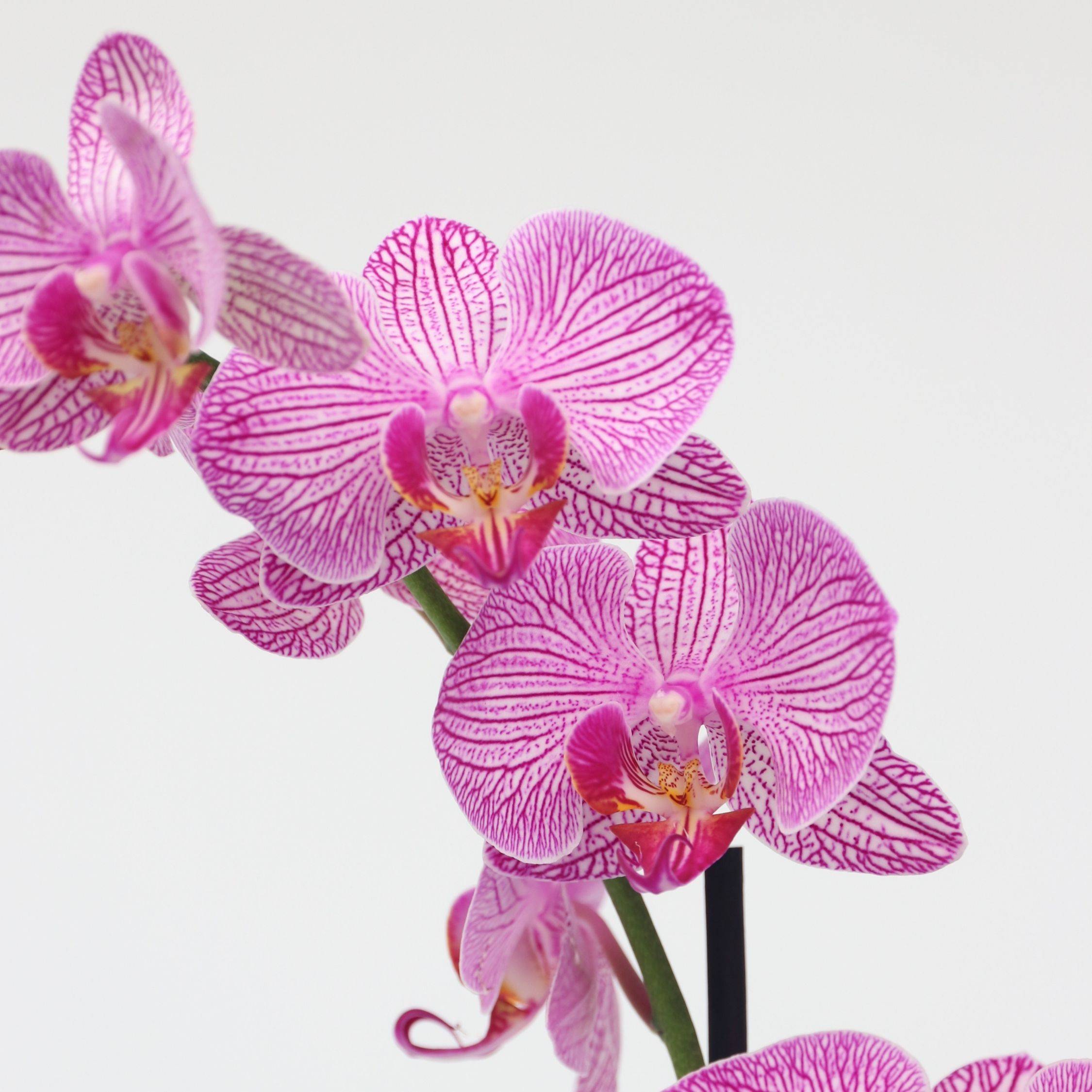 Orchidée papillon - Phalaenopsis - Hauteur 50-60cm - ⌀12cm - Image 3