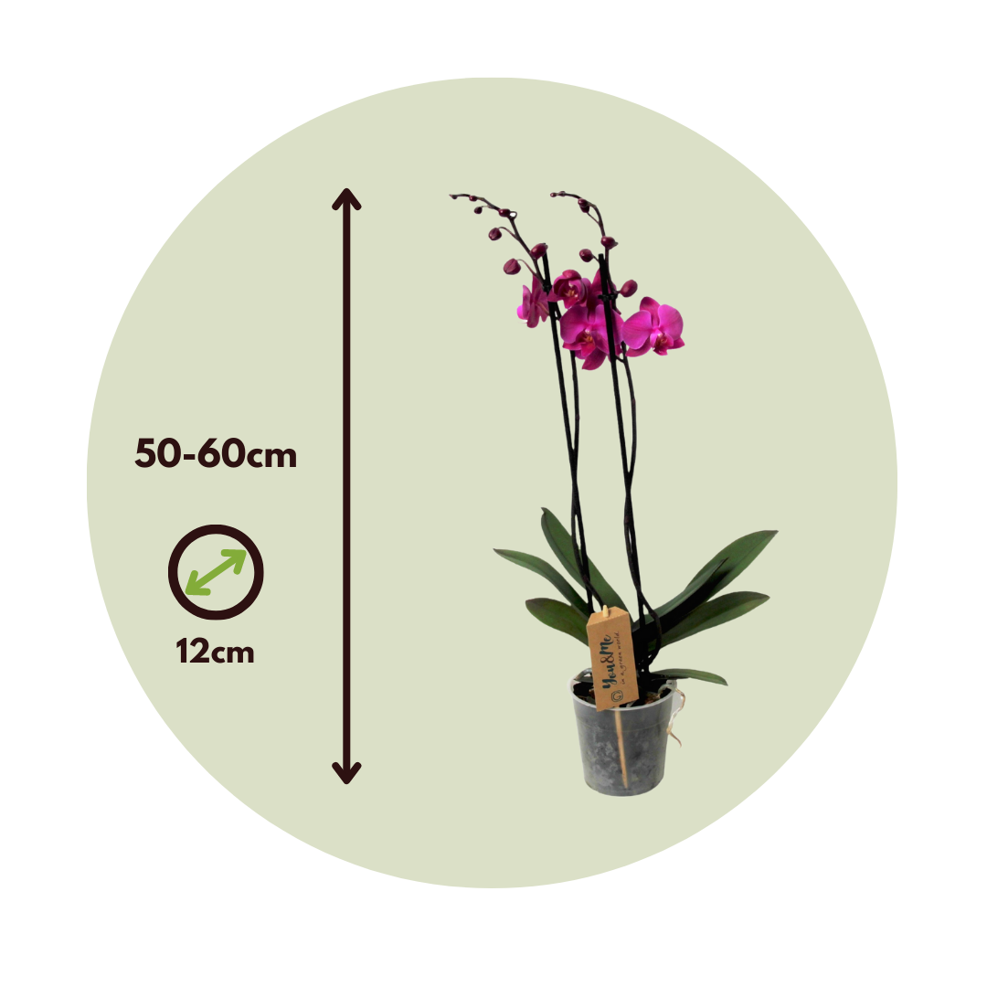 Orchidée papillon - Phalaenopsis - Hauteur 50-60cm - ⌀12cm - Image 4